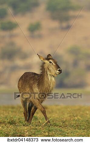 Common Waterbuck (Kobus ellipsiprymnus), cow on an island in the Chobe River, Chobe National Park, Botswana, Africa View Large Photo Image Stock Image - Common Waterbuck (Kobus ellipsiprymnus), cow on an island in the Chobe River, Chobe National Park, Botswana, Africa. Fotosearch