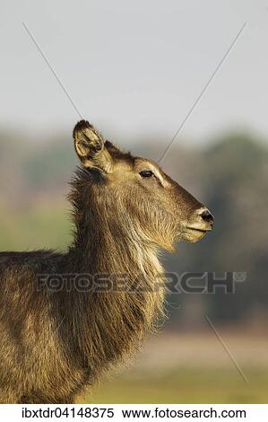 Common Waterbuck (Kobus ellipsiprymnus), cow, close-up, Chobe National Park, Botswana, Africa View Large Photo Image Stock Photography - Common Waterbuck (Kobus ellipsiprymnus), cow, close-up, Chobe National Park, Botswana, Africa. Fotosearch