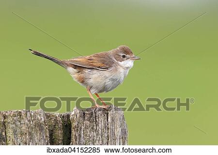 Common whitethroat (Sylvia communis), female on fence post, Bislicher Island, North Rhine-Westphalia, Germany, Europe View Large Photo Image Stock Photography - Common whitethroat (Sylvia communis), female on fence post, Bislicher Island, North Rhine-Westphalia, Germany, Europe. Fotosearch