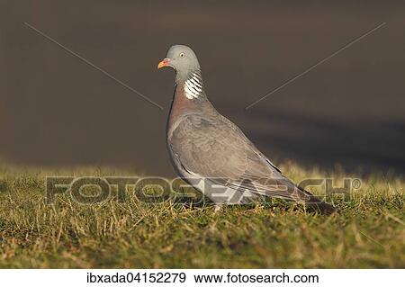 Common wood pigeon (Columba palumbus) in a meadow, Bislicher Island, North Rhine-Westphalia, Germany, Europe View Large Photo Image Stock Photo - Common wood pigeon (Columba palumbus) in a meadow, Bislicher Island, North Rhine-Westphalia, Germany, Europe. Fotosearch