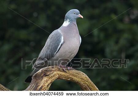Common Wood Pigeon (Columba palumbus), Emsland, Lower Saxony, Germany, Europe View Large Photo Image Stock Photo - Common Wood Pigeon (Columba palumbus), Emsland, Lower Saxony, Germany, Europe. Fotosearch