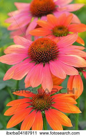 Coneflower (Echinacea sp. ) hybrid, Hot Summer variety, North Rhine-Westphalia, Germany, Europe View Large Photo Image Stock Image - Coneflower (Echinacea sp. ) hybrid, Hot Summer variety, North Rhine-Westphalia, Germany, Europe. Fotosearch