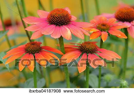 Coneflower (Echinacea sp. ) hybrid, Hot Summer variety, North Rhine-Westphalia, Germany, Europe View Large Photo Image Stock Photo - Coneflower (Echinacea sp. ) hybrid, Hot Summer variety, North Rhine-Westphalia, Germany, Europe. Fotosearch