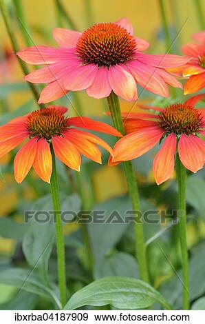 Coneflower (Echinacea sp. ) hybrid, Hot Summer variety, North Rhine-Westphalia, Germany, Europe View Large Photo Image Stock Photo - Coneflower (Echinacea sp. ) hybrid, Hot Summer variety, North Rhine-Westphalia, Germany, Europe. Fotosearch
