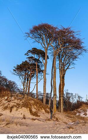 Copse of beech trees on the dune Ostseedune, Weststrand beach, Darss, Western Pomerania Lagoon Area National Park, Mecklenburg-Western Pomerania, Germany, Europe View Large Photo Image Stock Photography - Copse of beech trees on the dune Ostseedune, Weststrand beach, Darss, Western Pomerania Lagoon Area National Park, Mecklenburg-Western Pomerania, Germany, Europe. Fotosearch