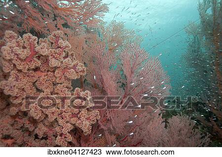 Coral reef with Cherry Blossom Coral (siphonogorgia godeffroyi) and Red fan coral (Melithaea sp. ), Bali, Indonesia, Asia View Large Photo Image Stock Image - Coral reef with Cherry Blossom Coral (siphonogorgia godeffroyi) and Red fan coral (Melithaea sp. ), Bali, Indonesia, Asia. Fotosearch