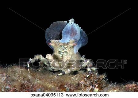 Corallimorph Decorator Crab (Cyclocoeloma tuberculata) with sea anemones on its back, Bohol Sea, Cebu, Philippines, Asia View Large Photo Image Stock Image - Corallimorph Decorator Crab (Cyclocoeloma tuberculata) with sea anemones on its back, Bohol Sea, Cebu, Philippines, Asia. Fotosearch