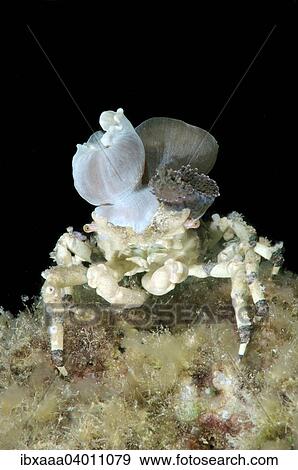 Corallimorph Decorator Crab (Cyclocoeloma tuberculata) with sea anemones on its back, Bohol Sea, Cebu, Philippines, Asia View Large Photo Image Stock Photo - Corallimorph Decorator Crab (Cyclocoeloma tuberculata) with sea anemones on its back, Bohol Sea, Cebu, Philippines, Asia. Fotosearch