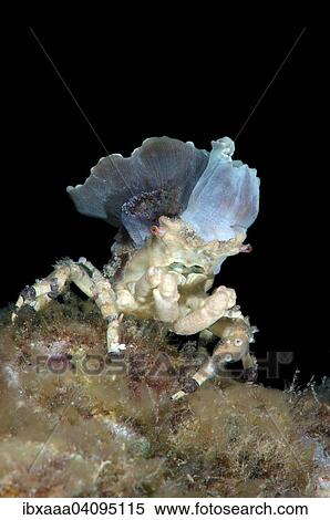 Corallimorph Decorator Crab (Cyclocoeloma tuberculata) with sea anemones on the back, Bohol Sea, Cebu, Philippines, Asia View Large Photo Image Stock Photography - Corallimorph Decorator Crab (Cyclocoeloma tuberculata) with sea anemones on the back, Bohol Sea, Cebu, Philippines, Asia. Fotosearch