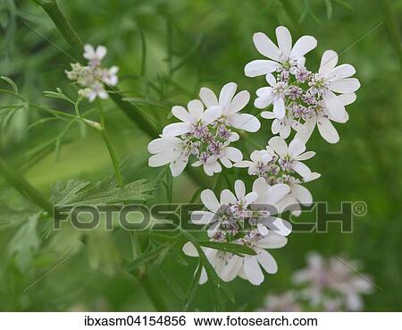 Coriander flowers (Coriandrum sativum) View Large Photo Image Stock Photograph - Coriander flowers (Coriandrum sativum). Fotosearch