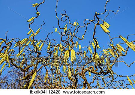 Corkscrew Hazel (Corylus avellana contorta), Germany, Europe View Large Photo Image Stock Photo - Corkscrew Hazel (Corylus avellana contorta), Germany, Europe. Fotosearch
