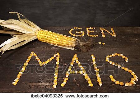 Corn cob with the lettering Gen Mais, German for genetically modified maize, lettering made of grains of maize View Large Photo Image Stock Photography - Corn cob with the lettering Gen Mais, German for genetically modified maize, lettering made of grains of maize. Fotosearch
