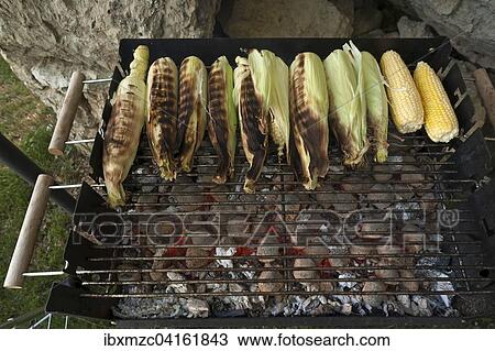 Stock Image - Corn on the cob on grill, glowing charcoal in front, Germany, Europe. Fotosearch