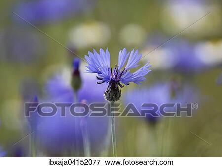 Cornflower (Centaurea cyanus), Germany, Europe View Large Photo Image Stock Photo - Cornflower (Centaurea cyanus), Germany, Europe. Fotosearch
