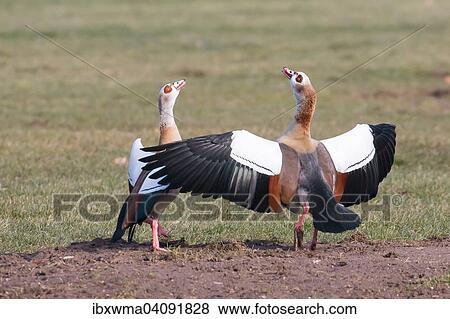 Courting Egyptian Geese (Alopochen aegyptiacus), Hesse, Germany, Europe View Large Photo Image Stock Photo - Courting Egyptian Geese (Alopochen aegyptiacus), Hesse, Germany, Europe. Fotosearch