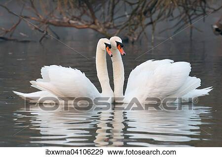 Courtship of two mute swans (Cygnus olor), Hesse, Germany, Europe View Large Photo Image Stock Photo - Courtship of two mute swans (Cygnus olor), Hesse, Germany, Europe. Fotosearch