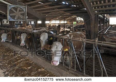 Cows at the feed fence in an exercise pen, Bavaria, Germany, Europe View Large Photo Image Stock Photography - Cows at the feed fence in an exercise pen, Bavaria, Germany, Europe. Fotosearch