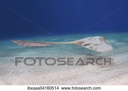 Cowtail Stingray (Pastinachus sephen) above sandy bottom, Red Sea, Marsa Alam, Abu Dabab, Egypt, Africa View Large Photo Image Picture - Cowtail Stingray (Pastinachus sephen) above sandy bottom, Red Sea, Marsa Alam, Abu Dabab, Egypt, Africa. Fotosearch