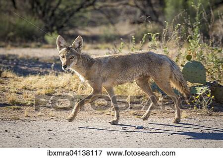Coyote (Canis latrans) on dirt road, Arizona, USA View Large Photo Image Stock Photo - Coyote (Canis latrans) on dirt road, Arizona, USA. Fotosearch