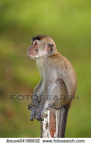 Crab-eating Macaque (Macaca fascicularis), young sitting on a pole, Bako National Park, Sarawak, Borneo, Malaysia, Asia View Large Photo Image Stock Image - Crab-eating Macaque (Macaca fascicularis), young sitting on a pole, Bako National Park, Sarawak, Borneo, Malaysia, Asia. Fotosearch