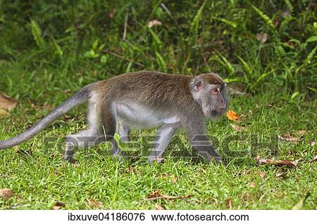 Crab-eating Macaque (Macaca fascicularis), Bako National Park, Sarawak, Borneo, Malaysia, Asia View Large Photo Image Stock Photograph - Crab-eating Macaque (Macaca fascicularis), Bako National Park, Sarawak, Borneo, Malaysia, Asia. Fotosearch