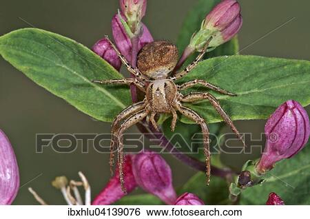 Crab spider (Xysticus lanio), female lurking on Honeysuckle flowers (Lonicera sp. ), Baden-Wurttemberg, Germany, Europe View Large Photo Image Stock Photograph - Crab spider (Xysticus lanio), female lurking on Honeysuckle flowers (Lonicera sp. ), Baden-Wurttemberg, Germany, Europe. Fotosearch