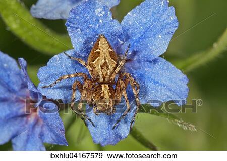 Crab spider (Xysticus q. ) lying in wait on Purple Gromwell (Buglossoides purpurocaerulea) flower, Baden-Wurttemberg, Germany, Europe View Large Photo Image Stock Photo - Crab spider (Xysticus q. ) lying in wait on Purple Gromwell (Buglossoides purpurocaerulea) flower, Baden-Wurttemberg, Germany, Europe. Fotosearch