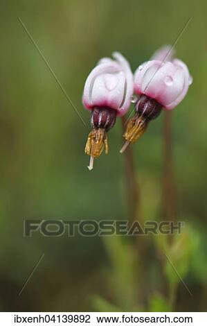 Cranberry (Vaccinium oxycoccus), flowers, Emsland, Lower Saxony, Germany, Europe View Large Photo Image Stock Image - Cranberry (Vaccinium oxycoccus), flowers, Emsland, Lower Saxony, Germany, Europe. Fotosearch