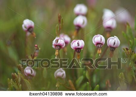 Stock Photo - Cranberry (Vaccinium oxycoccus), flowers, Emsland, Lower Saxony, Germany, Europe. Fotosearch
