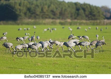 Cranes (Grus grus) on a field foraging for food, Mecklenburg-Western Pomerania, Germany, Europe View Large Photo Image Stock Photo - Cranes (Grus grus) on a field foraging for food, Mecklenburg-Western Pomerania, Germany, Europe. Fotosearch