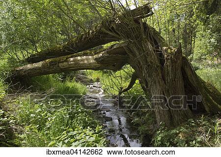 Creek with fallen tree, Willow (Salix sp. ), Lothratal, Thuringian Slate Mountains nature park, Thuringia, Germany, Europe View Large Photo Image Stock Image - Creek with fallen tree, Willow (Salix sp. ), Lothratal, Thuringian Slate Mountains nature park, Thuringia, Germany, Europe. Fotosearch