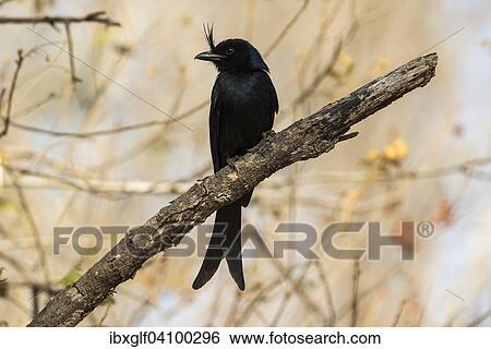Crested Drongo (Dicrurus forficatus), Madagascar, Africa View Large Photo Image Stock Photograph - Crested Drongo (Dicrurus forficatus), Madagascar, Africa. Fotosearch