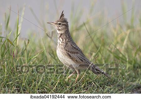 Crested Lark (Galerida cristata) sitting in the grass, Lake Neusiedl, Burgenland, Austria, Europe View Large Photo Image Picture - Crested Lark (Galerida cristata) sitting in the grass, Lake Neusiedl, Burgenland, Austria, Europe. Fotosearch