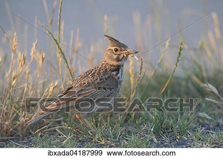 Crested Lark (Galerida cristata) standing in the grass with food, Lake Neusiedl, Burgenland, Austria, Europe View Large Photo Image Stock Photo - Crested Lark (Galerida cristata) standing in the grass with food, Lake Neusiedl, Burgenland, Austria, Europe. Fotosearch