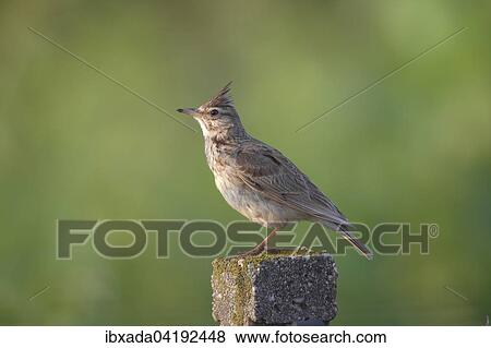 Crested Lark (Galerida cristata) sitting on a pole, Lake Neusiedl, Burgenland, Austria, Europe View Large Photo Image Stock Photo - Crested Lark (Galerida cristata) sitting on a pole, Lake Neusiedl, Burgenland, Austria, Europe. Fotosearch