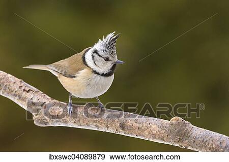 Crested Tit (Lophophanes cristatus, Parus cristatus) on a branch, Thuringian Forest, Thuringia, Germany, Europe View Large Photo Image Stock Photo - Crested Tit (Lophophanes cristatus, Parus cristatus) on a branch, Thuringian Forest, Thuringia, Germany, Europe. Fotosearch