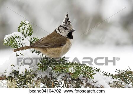 Crested Tit (Parus cristatus), Tyrol, Austria, Europe View Large Photo Image Stock Image - Crested Tit (Parus cristatus), Tyrol, Austria, Europe. Fotosearch