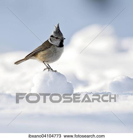 Crested Tit (Parus cristatus), Tyrol, Austria, Europe View Large Photo Image Stock Image - Crested Tit (Parus cristatus), Tyrol, Austria, Europe. Fotosearch