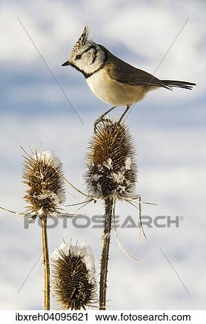 Stock Image - Crested Tit (Parus cristatus), Tyrol, Austria, Europe. Fotosearch