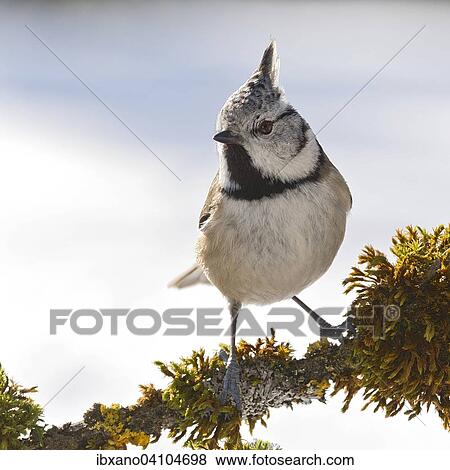 Crested Tit (Parus cristatus), Tyrol, Austria, Europe View Large Photo Image Stock Photo - Crested Tit (Parus cristatus), Tyrol, Austria, Europe. Fotosearch
