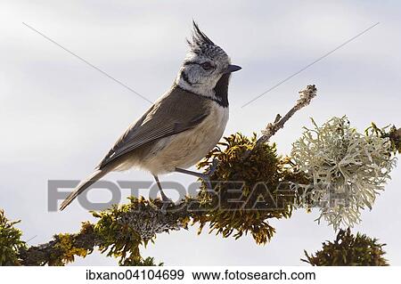 Crested Tit (Parus cristatus), Tyrol, Austria, Europe View Large Photo Image Stock Photo - Crested Tit (Parus cristatus), Tyrol, Austria, Europe. Fotosearch