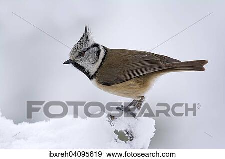 Crested Tit (Parus cristatus), Tyrol, Austria, Europe View Large Photo Image Stock Photo - Crested Tit (Parus cristatus), Tyrol, Austria, Europe. Fotosearch