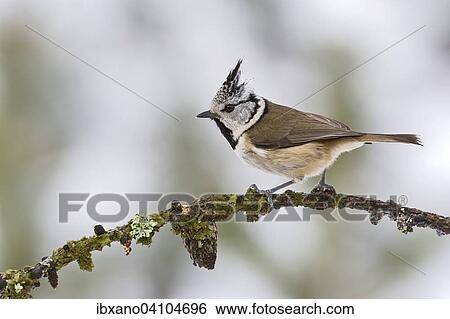 Stock Photograph - Crested Tit (Parus cristatus), Tyrol, Austria, Europe. Fotosearch