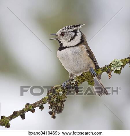 Stock Photography - Crested Tit (Parus cristatus), Tyrol, Austria, Europe. Fotosearch