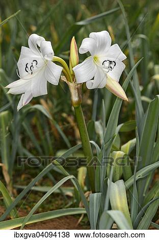 Crinum Lilies (Crinum abyssinicum), Harenna Forest, Bale Mountains, Oromia Region, Ethiopia, Africa View Large Photo Image Stock Photo - Crinum Lilies (Crinum abyssinicum), Harenna Forest, Bale Mountains, Oromia Region, Ethiopia, Africa. Fotosearch