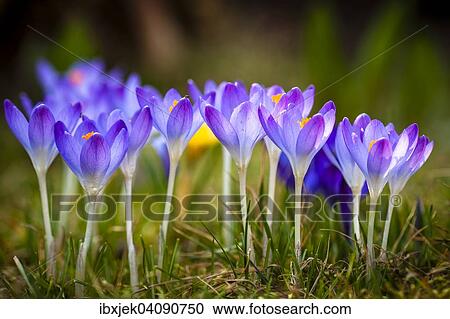 Crocus (Crocus sp. ), Brandenburg, Germany, Europe View Large Photo Image Stock Image - Crocus (Crocus sp. ), Brandenburg, Germany, Europe. Fotosearch