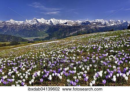 Stock Image - Crocus meadow above Interlaken near Beatenberg on the Niederhorn, snow-capped Bernese Alps with Eiger, Monch and Jungfrau, Bernese Oberland, Canton of Bern, Switzerland, Europe. Fotosearch