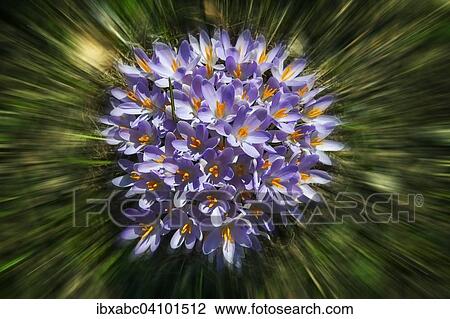 Crocuses (Crocus), Bavaria, Germany, Europe View Large Photo Image Stock Image - Crocuses (Crocus), Bavaria, Germany, Europe. Fotosearch
