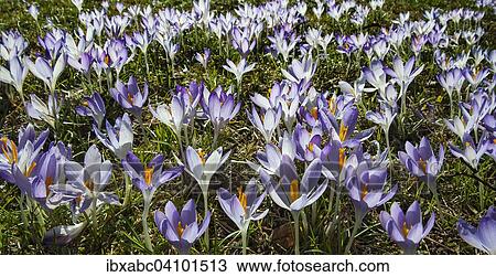Stock Image - Crocuses (Crocus), Bavaria, Germany, Europe. Fotosearch