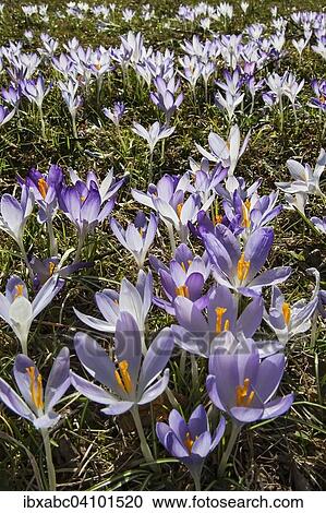 Crocuses (Crocus), Bavaria, Germany, Europe View Large Photo Image Stock Image - Crocuses (Crocus), Bavaria, Germany, Europe. Fotosearch
